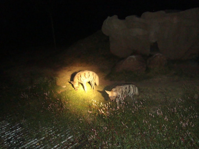 safaris nocturnos